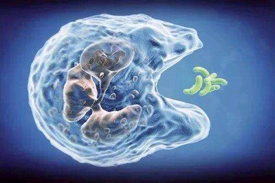 在Bilibili學習生物:穩(wěn)態(tài)調節(jié)篇