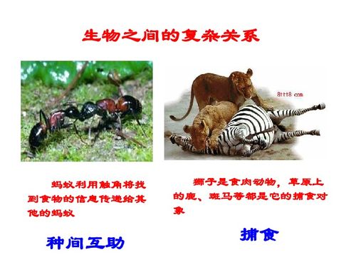 第2節(jié) 環(huán)境影響生物的生存 分析生物因素對(duì)生物的影響課件下載 生物