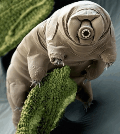 地球上最頑強(qiáng)的生物, 能在外太空生存, 生存力爆滿的水熊蟲(chóng)