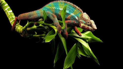 高中生物二輪復(fù)習(xí)微專題精講 聚焦核心，構(gòu)建網(wǎng)絡(luò)